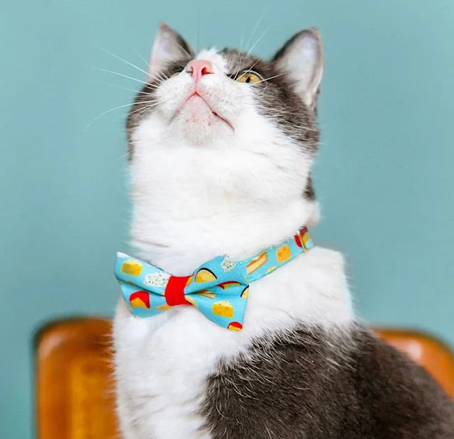 - Natural latex pet mattressCheese Cat Collar Bowtie